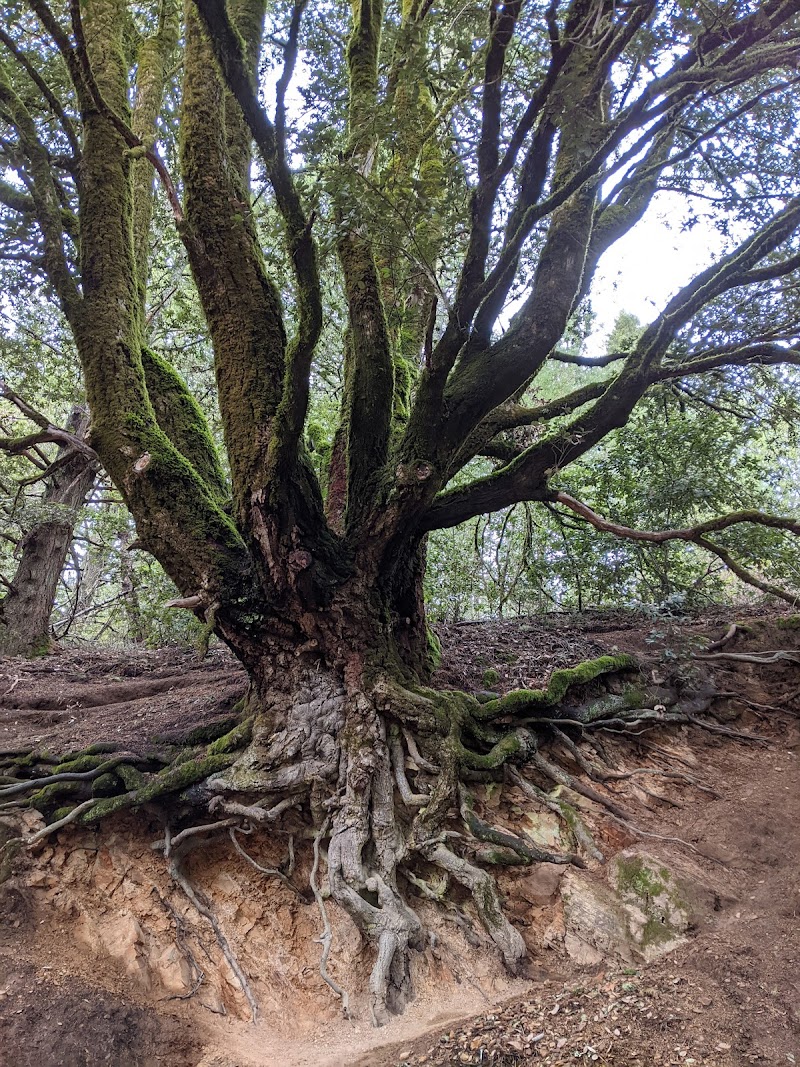Purisima Creek Redwoods Open Space Preserve photo 5