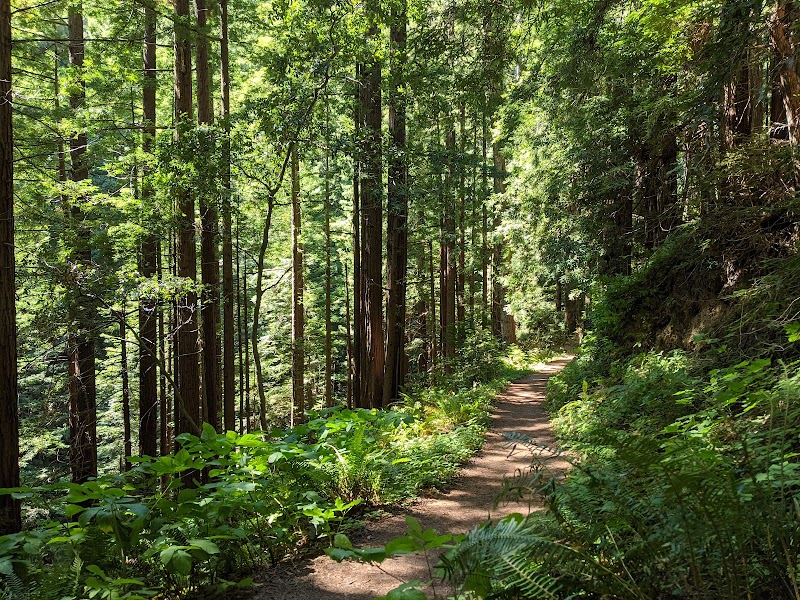 Photo of Purisima Creek Redwoods Open Space Preserve