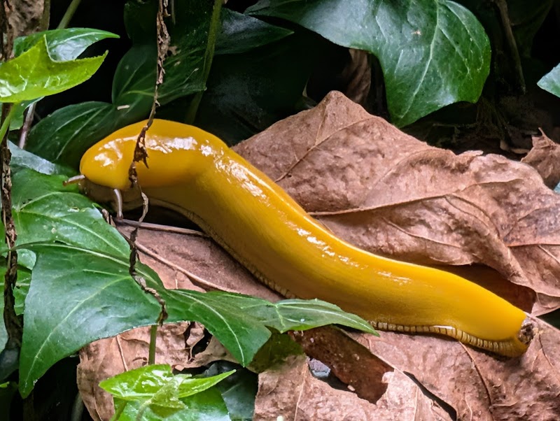 Purisima Creek Redwoods Open Space Preserve photo 4