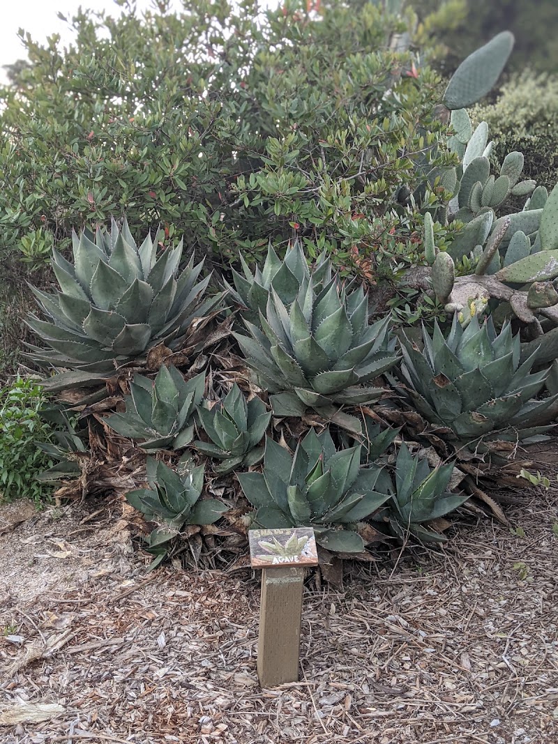 Photo of Point Loma Native Plant Garden