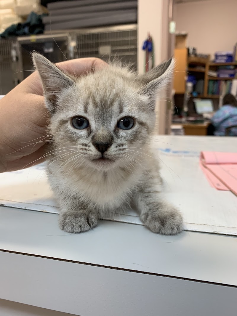 All 4 Paws Veterinary Hospital photo 2