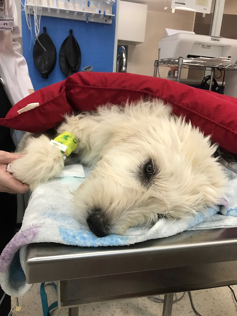 All 4 Paws Veterinary Hospital photo 5