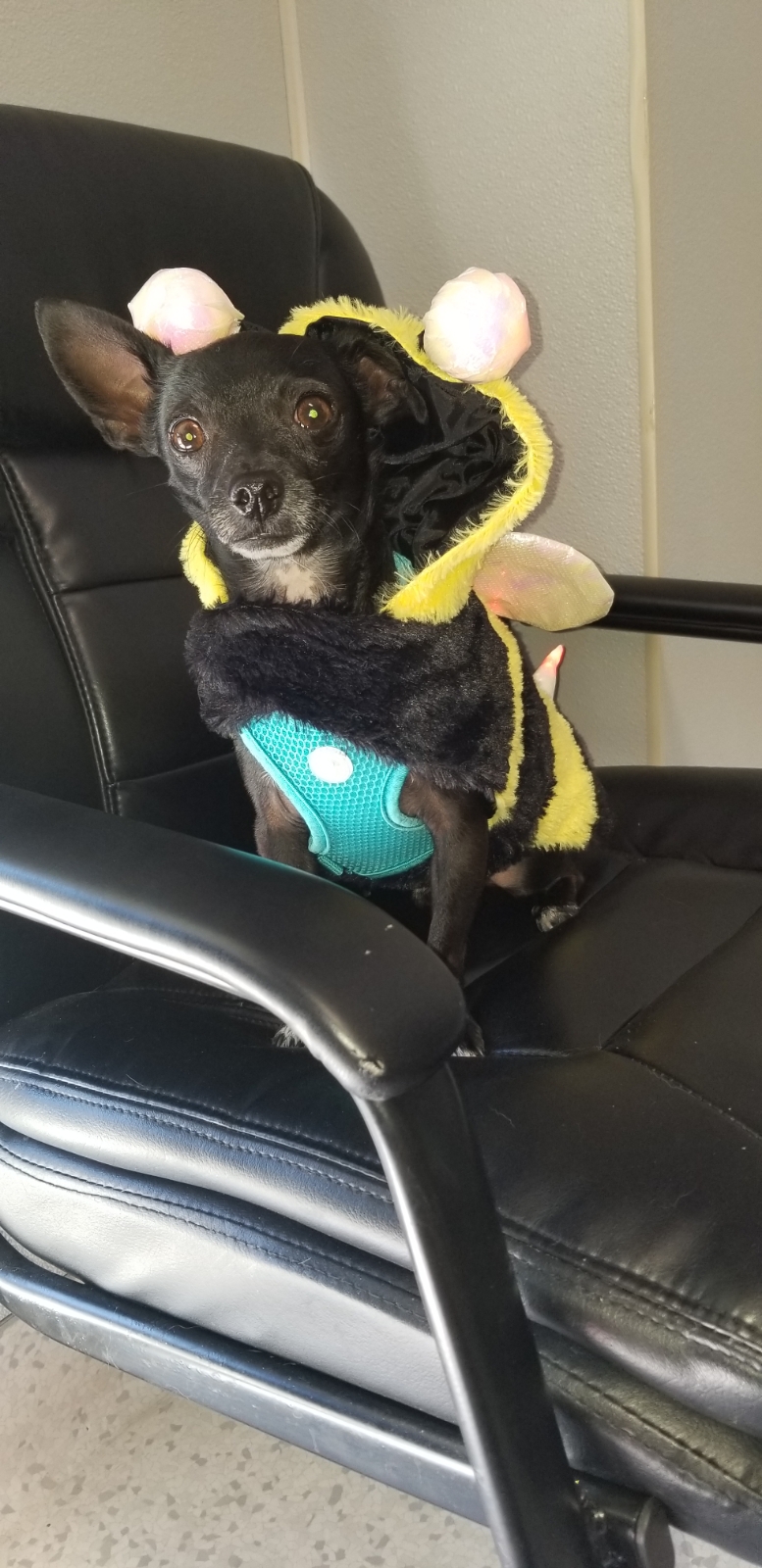 All 4 Paws Veterinary Hospital photo 3