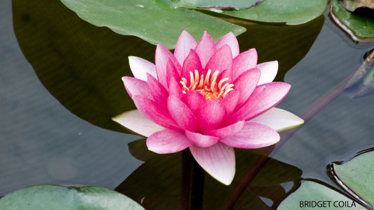 Photo of Loving Lotus Holistic Healing