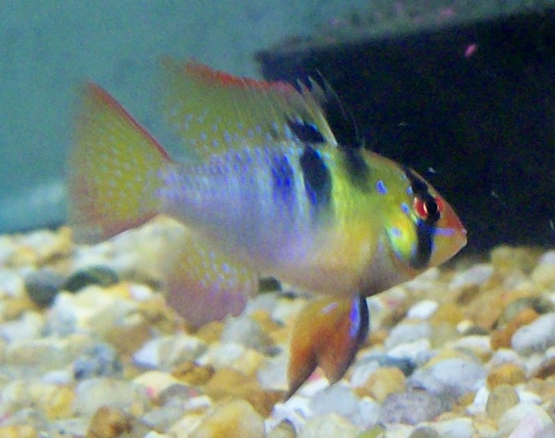 Tide & Stream Aquatics photo 2