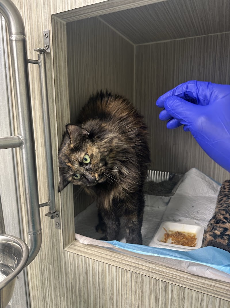 Cat Thyroid Center photo 5