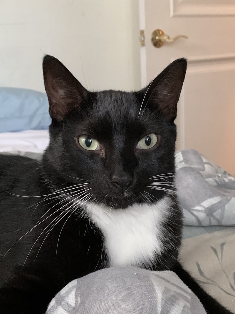 Photo of Cat Thyroid Center