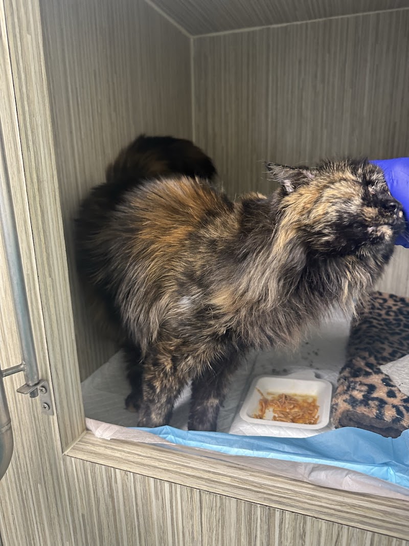 Cat Thyroid Center photo 3