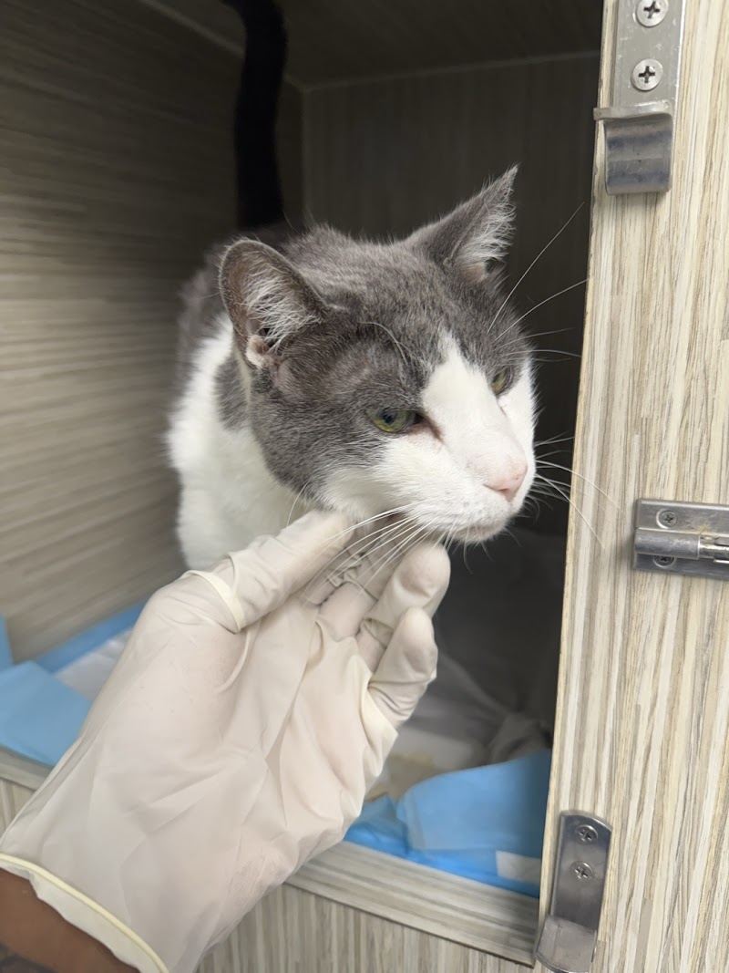 Cat Thyroid Center photo 4
