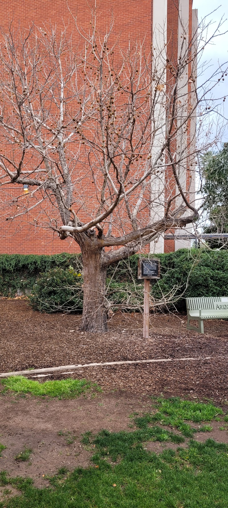 Apollo 14 Moon Tree photo 2