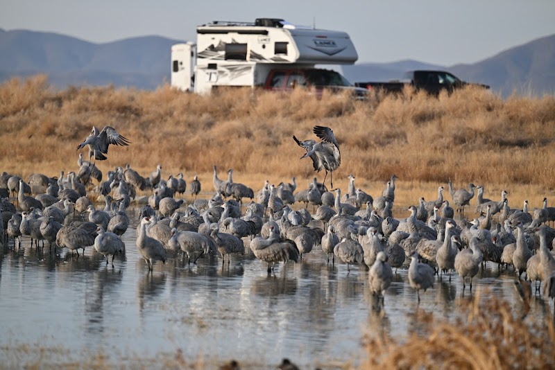 Lake Cochise Wildlife Viewing Area photo 5