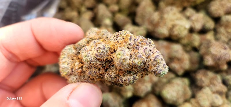 Florida Cannabis Supply Zephyrhills photo 4