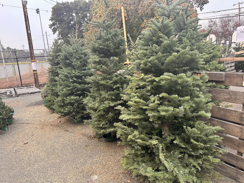 Museum of History Christmas Tree Lot Fundraiser photo 2
