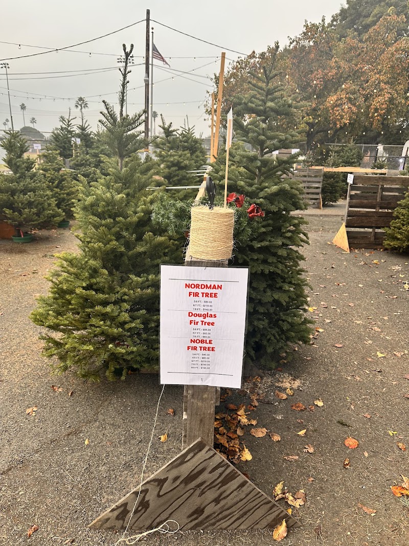 Museum of History Christmas Tree Lot Fundraiser photo 4