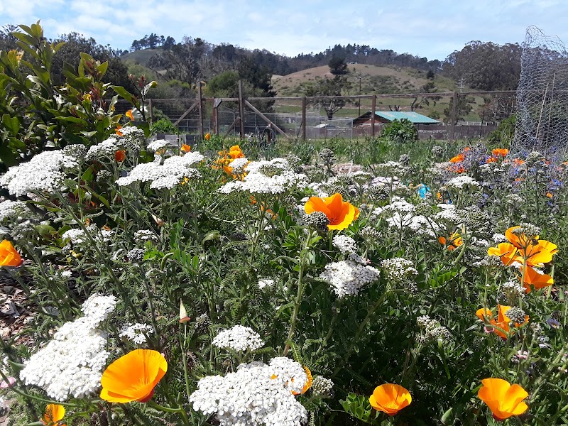 Pacifica Gardens photo 4