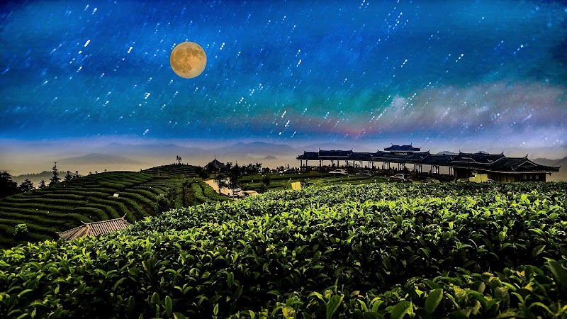 Harvest Moon Tea photo 4