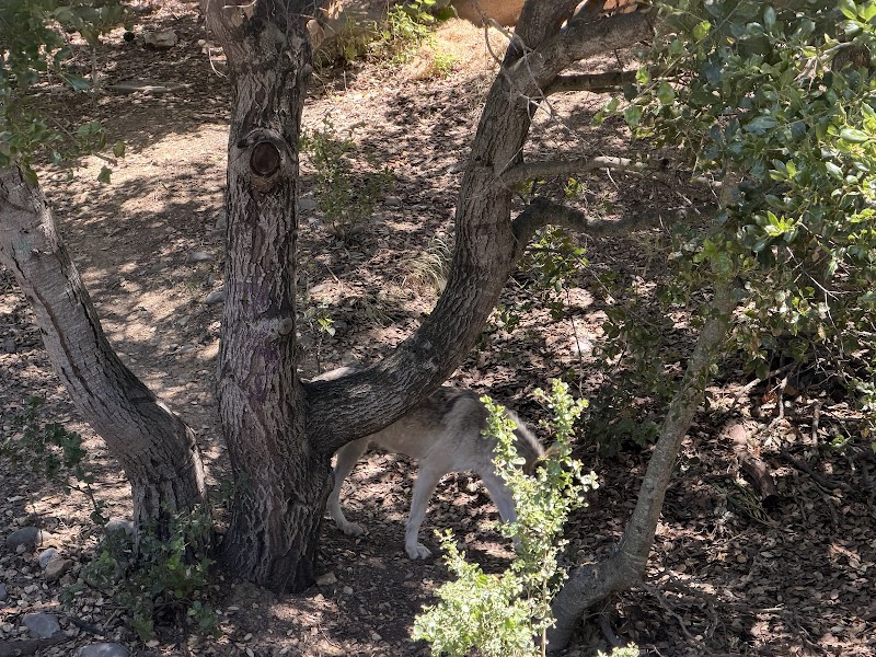 Wild Australia photo 3