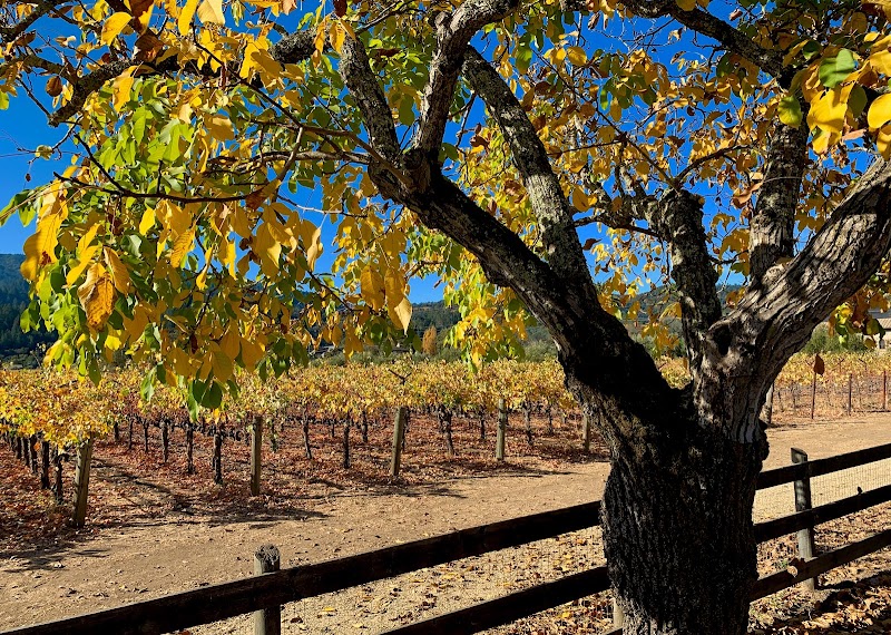 Photo of Spottswoode Winery
