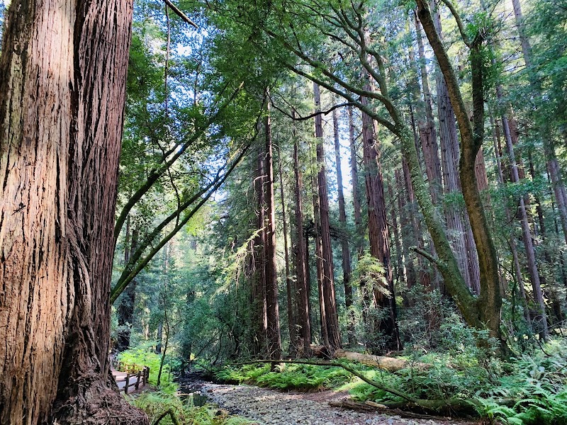 Muir Woods National Monument photo 3