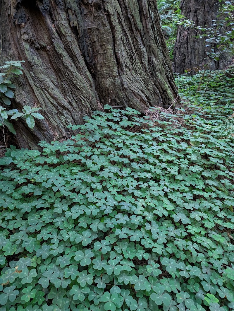 Muir Woods National Monument photo 5