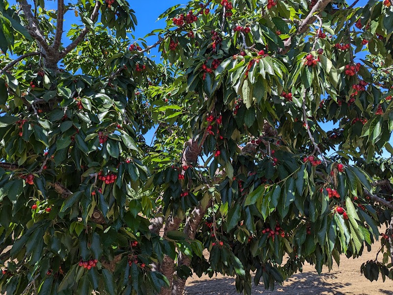 Photo of Mariani Orchards Harvest Experience