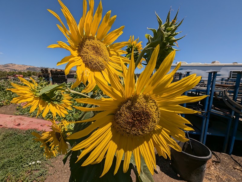 Mariani Orchards Harvest Experience photo 2