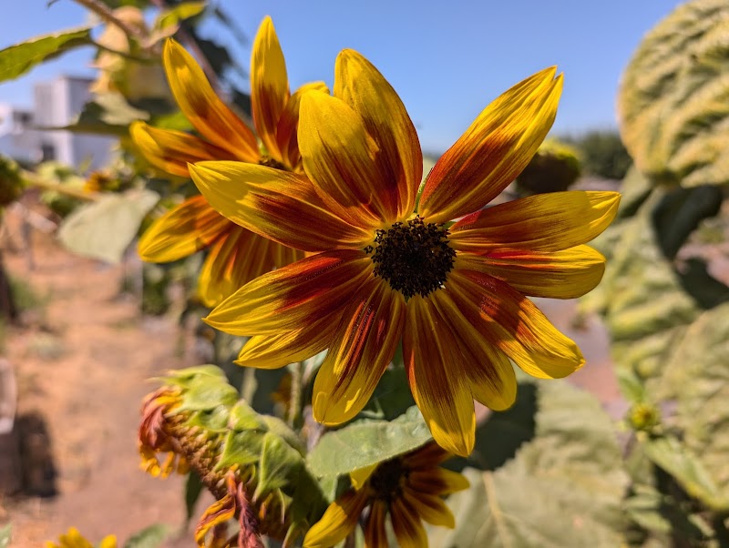 Mariani Orchards Harvest Experience photo 4