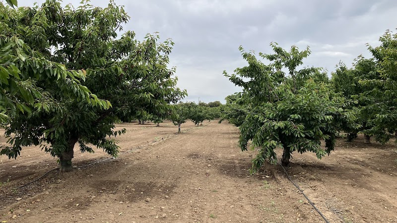 Mariani Orchards Harvest Experience photo 5