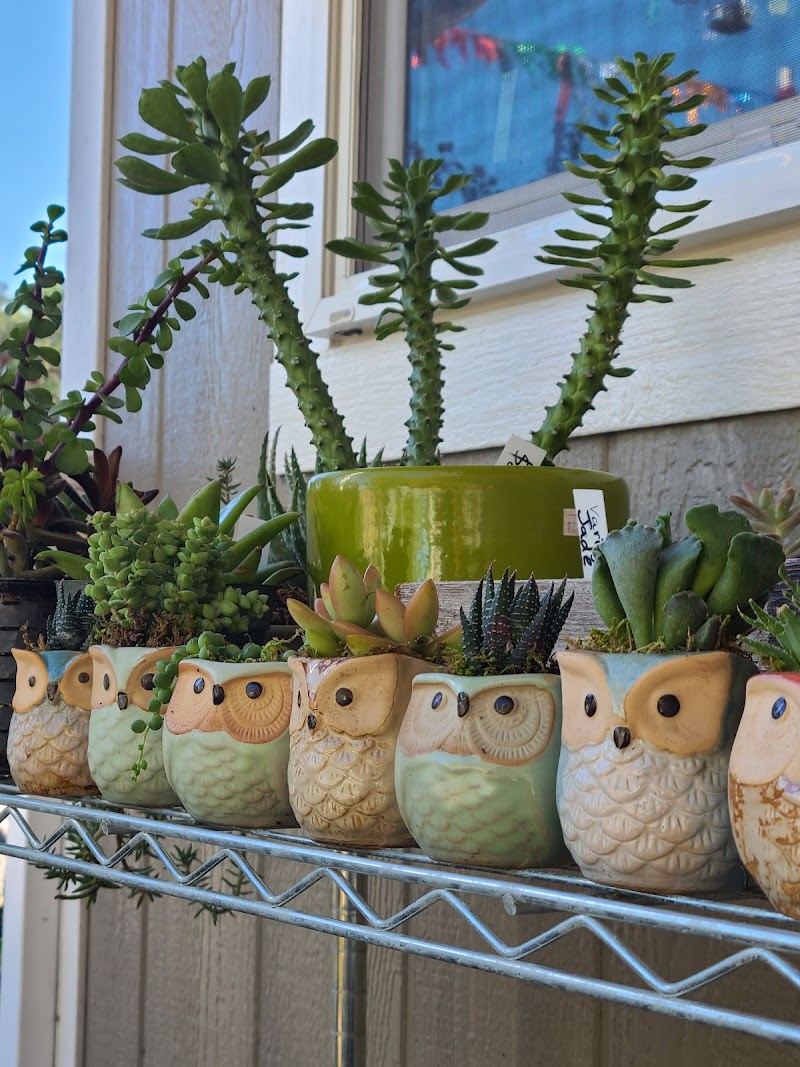 Patagonia Plants photo 3