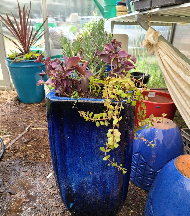 Patagonia Plants photo 4