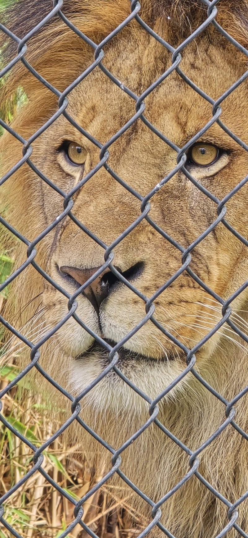 Lions photo 3