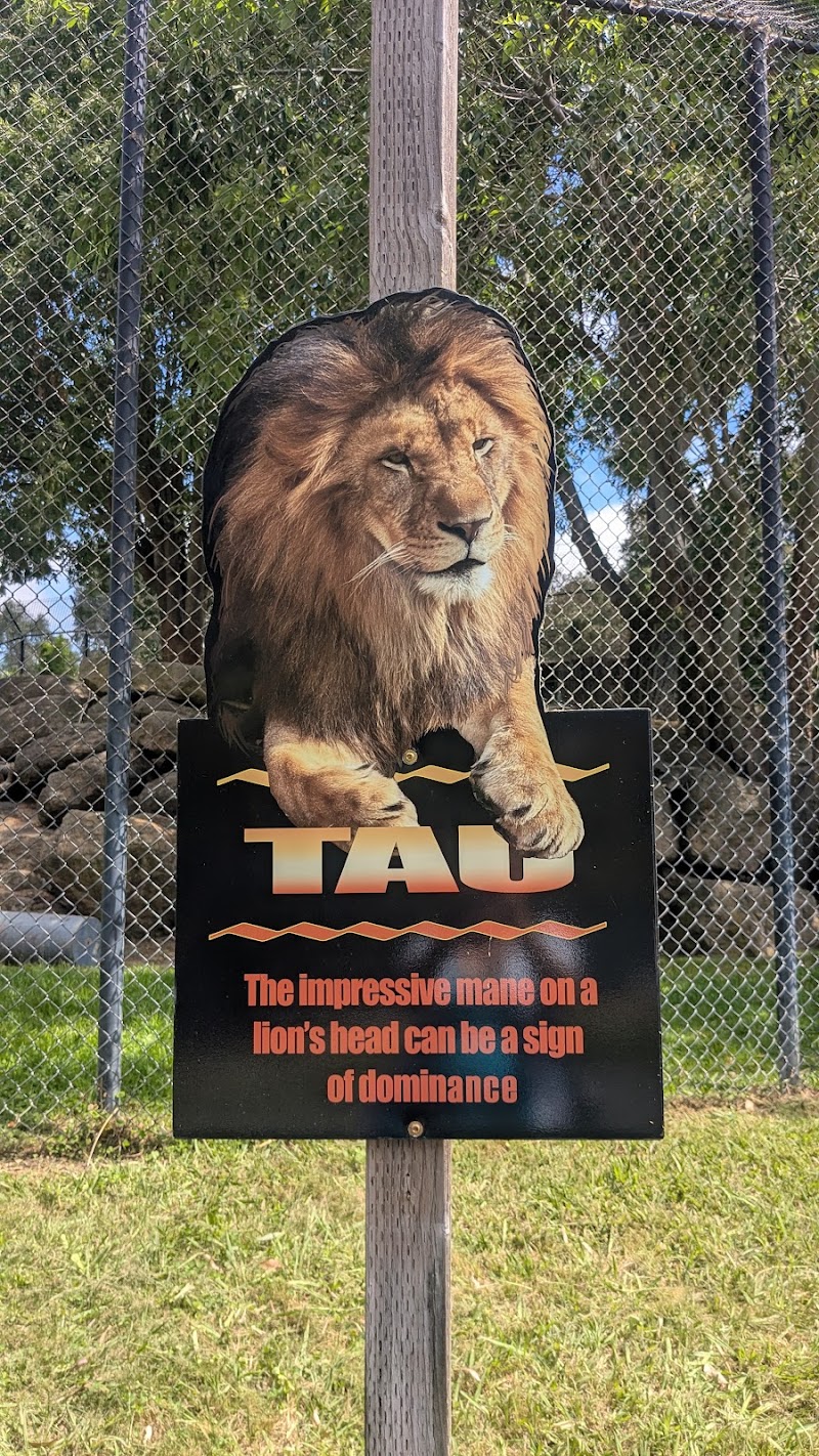 Lions photo 2