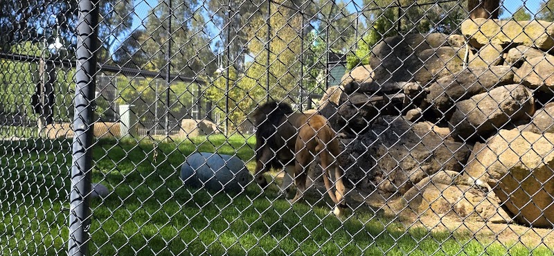 Lions photo 4