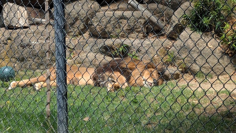 Lions photo 5