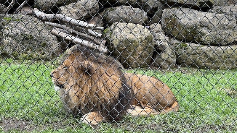 Photo of Lions