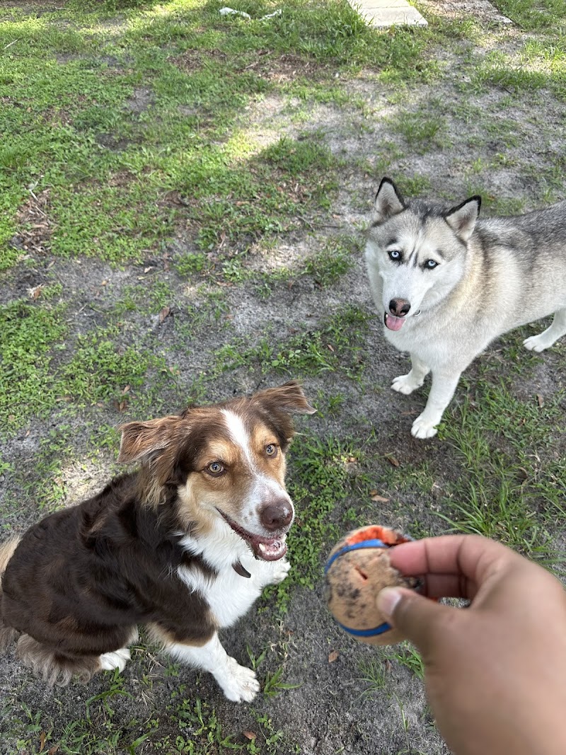 Photo of Goldyn Paws