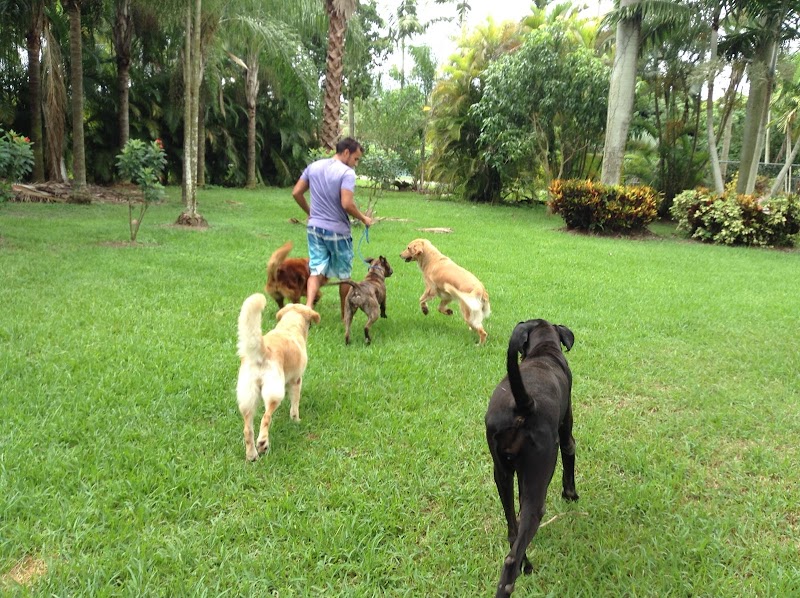 Goldyn Paws photo 3