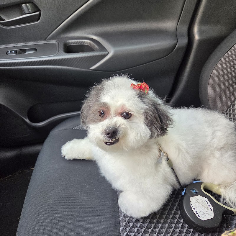 Goldyn Paws photo 5