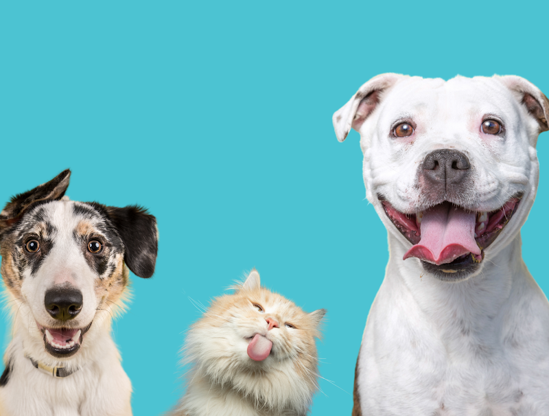 Photo of V.I.C. Pet Dental Spa - Oldsmar