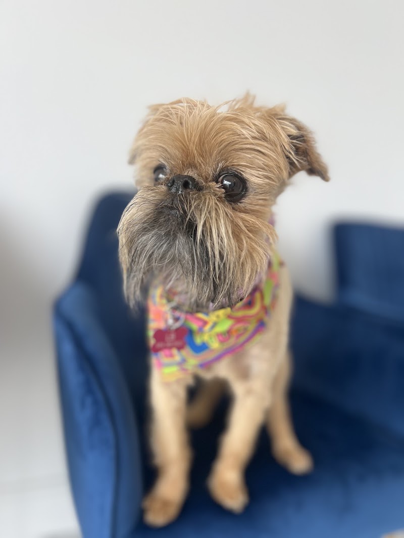 V.I.C. Pet Dental Spa - Oldsmar photo 2