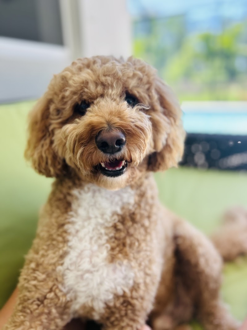 V.I.C. Pet Dental Spa - Oldsmar photo 4