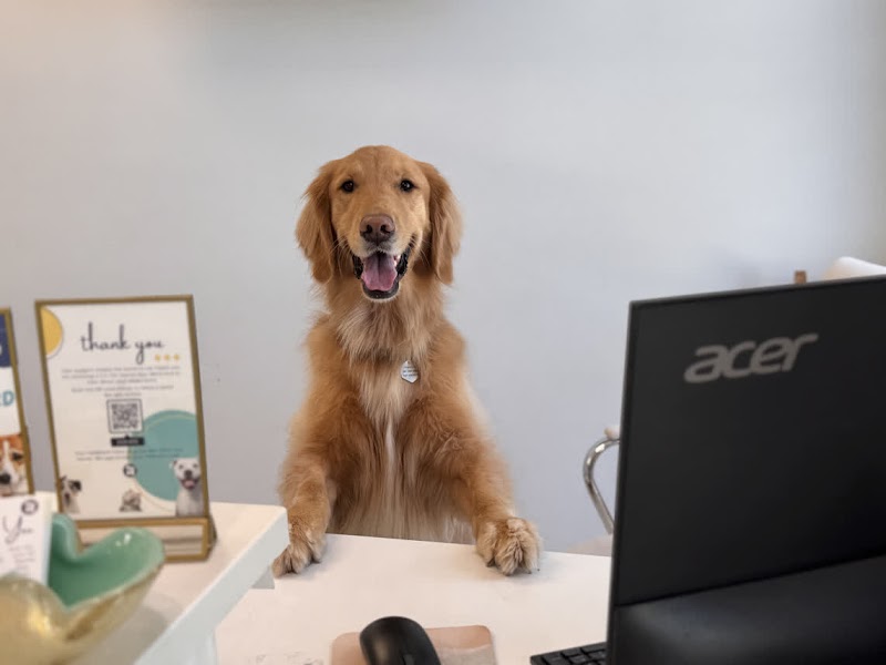 V.I.C. Pet Dental Spa - Oldsmar photo 5