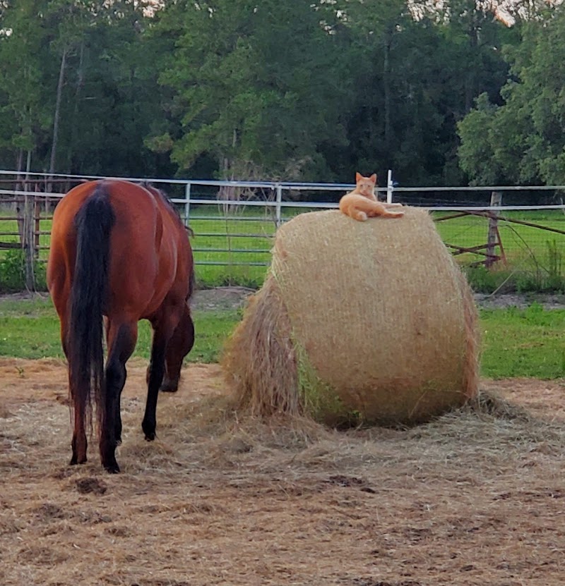 Wise Owl Horse Ranch photo 5