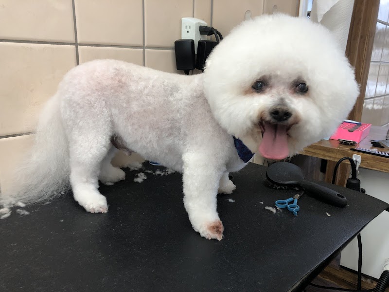 Photo of Vicky's Pet Boutique