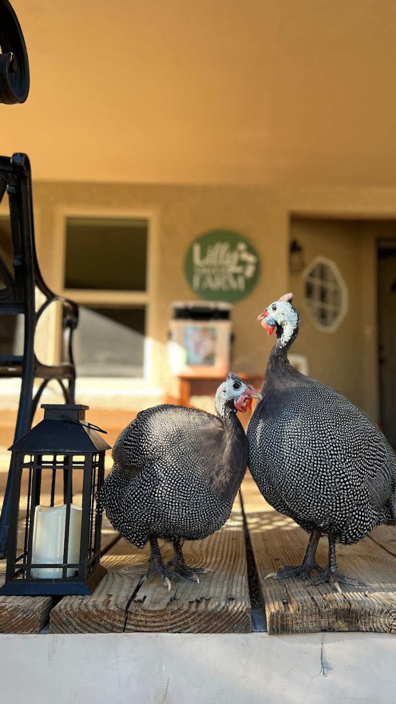 Lilly Valley Farm photo 3