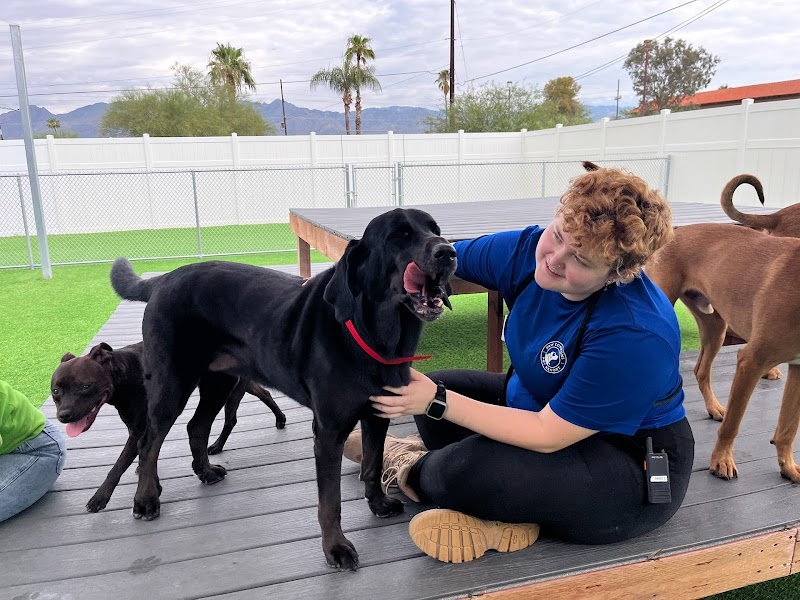 Paw Commons Pet Resort & Training Center - Tucson photo 3