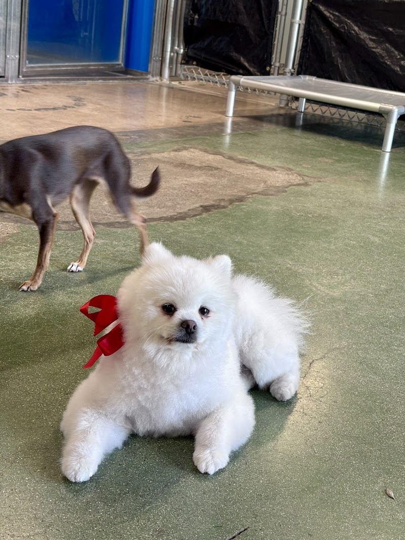 Paw Commons Pet Resort & Training Center - Tucson photo 2