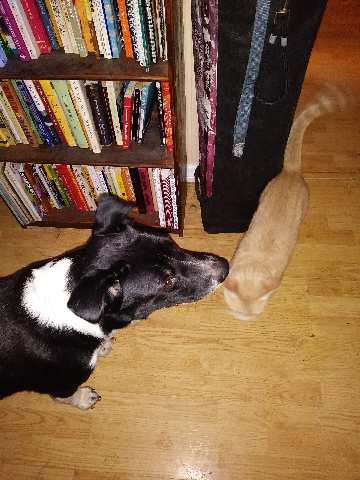 P&B Pet Walking and Sitting service photo 5