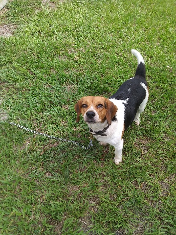 P&B Pet Walking and Sitting service photo 4
