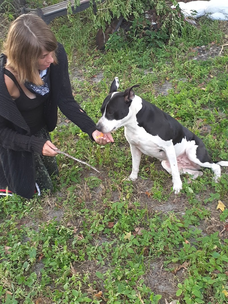 P&B Pet Walking and Sitting service photo 2